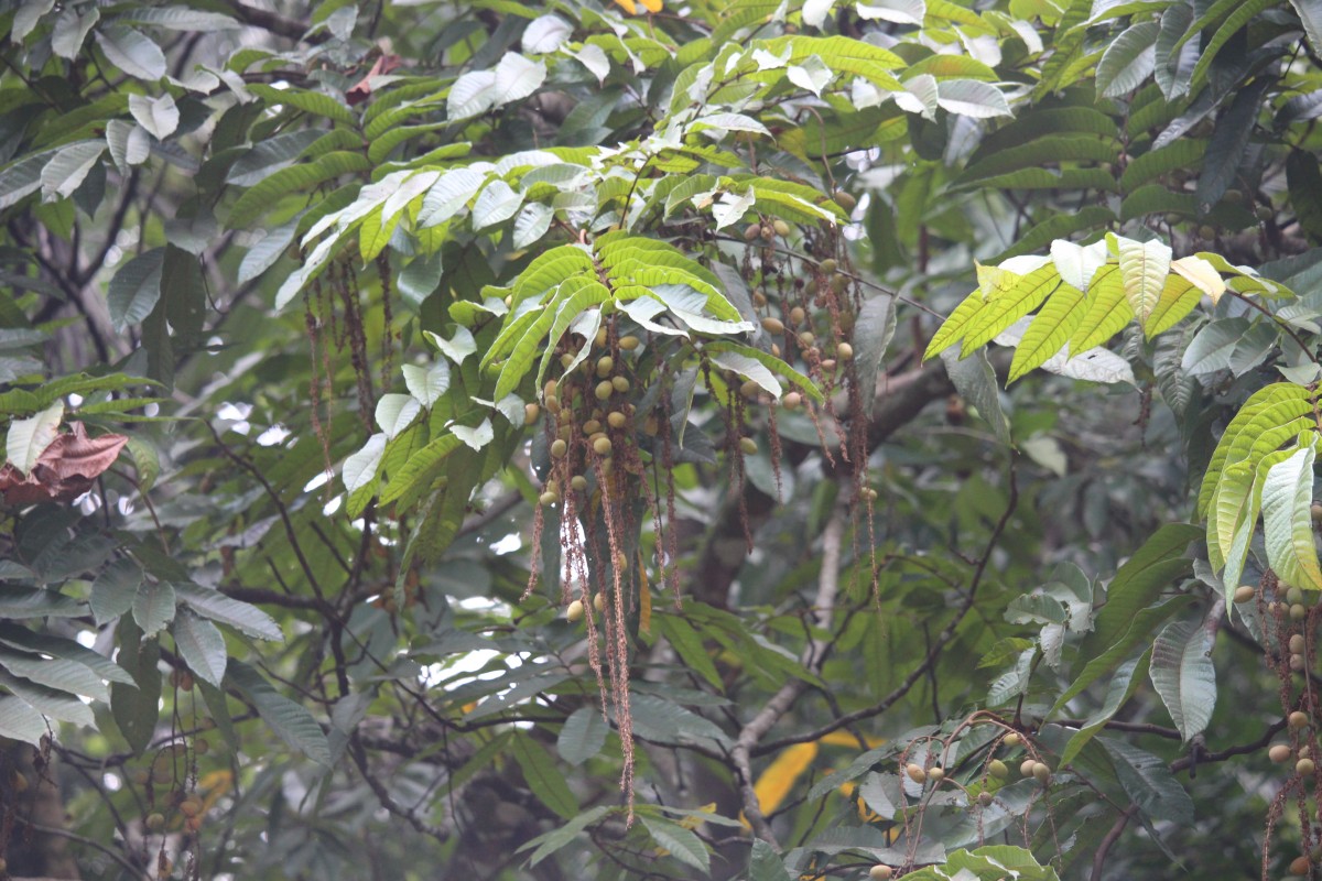 Pometia pinnata J.R.Forst. & G.Forst.